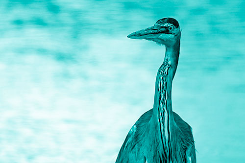 Great Blue Heron Glancing Among River (Cyan Shade Photo)