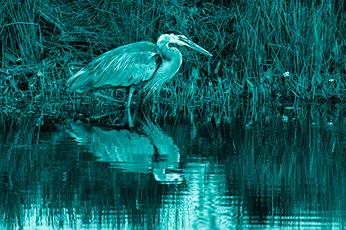 Great Blue Heron Searching Shoreline (Cyan Shade Photo)