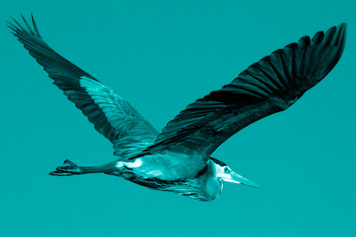 Great Blue Heron Soaring The Sky (Cyan Shade Photo)