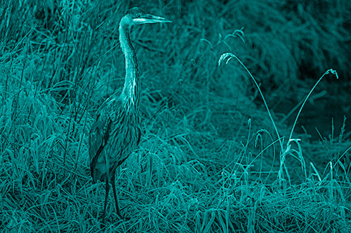 Great Blue Heron Standing Tall Among Feather Reed Grass (Cyan Shade Photo)