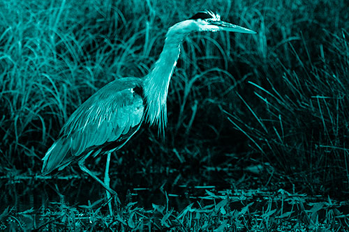 Great Blue Heron Wading Across River (Cyan Shade)