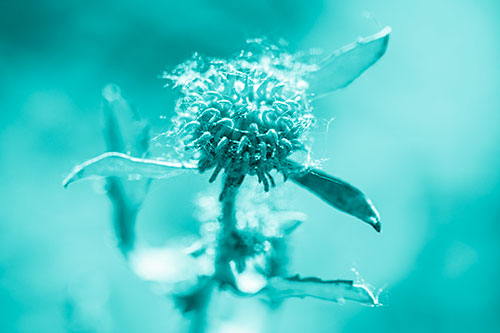Hairy Gumplant Flower Embracing Sunshine (Cyan Shade Photo)