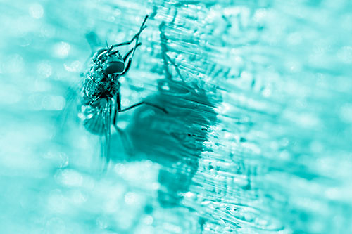 Hand Rubbing Cluster Fly Cleansing Self (Cyan Shade Photo)