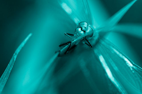 Happy Dragonfly Hugs Grass Blade Edge (Cyan Shade Photo)