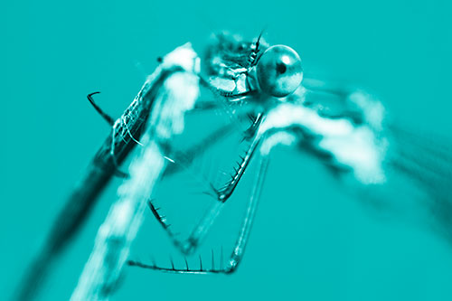 Happy Faced Dragonfly Clings Onto Broken Stick (Cyan Shade Photo)