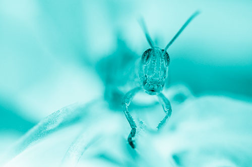 Happy Grasshopper Smiling Among Sneezeweed Leaves (Cyan Shade)