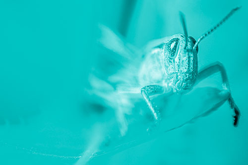 Happy Grasshopper Standing Among Sloping Leaf (Cyan Shade)