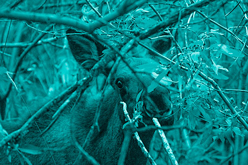 Happy Moose Smiling Behind Tree Branches (Cyan Shade Photo)