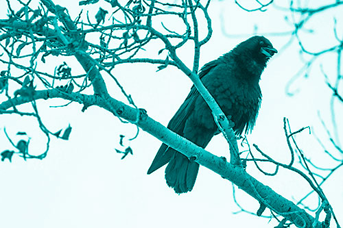 Happy Open Mouthed Crow Cawing (Cyan Shade Photo)