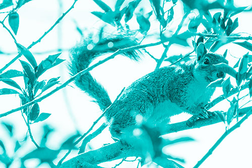 Happy Squirrel With Chocolate Covered Face (Cyan Shade Photo)