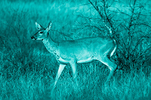 Happy White Tailed Deer Enjoying Stroll Through Grass (Cyan Shade Photo)