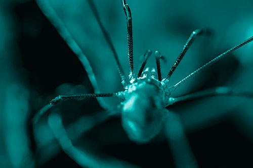 Harvestmen Spider Crawling Among Dead Leaves (Cyan Shade Photo)