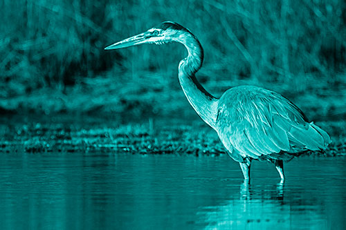 Head Tilting Great Blue Heron Hunting For Fish (Cyan Shade Photo)