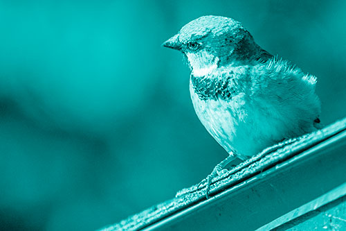 Head Tilting House Sparrow Perched Along Rooftop (Cyan Shade)