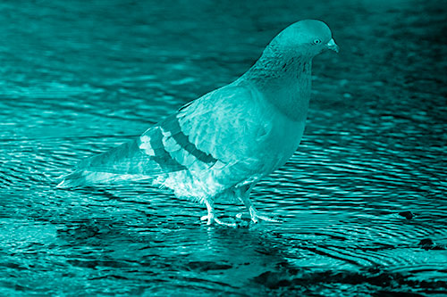 Head Tilting Pigeon Wading Atop River Water (Cyan Shade)