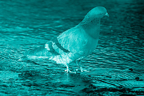 Head Tilting Pigeon Wading Atop River Water (Cyan Shade Photo)