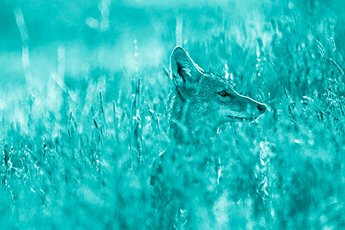 Hidden Coyote Watching Among Feather Reed Grass (Cyan Shade Photo)