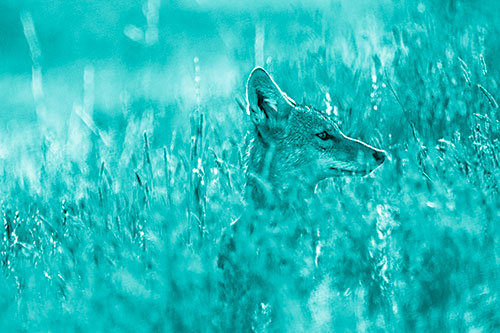 Hidden Coyote Watching Among Feather Reed Grass (Cyan Shade)