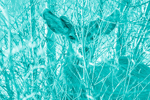 Hidden Mule Deer Watching Behind Tree Branches (Cyan Shade)