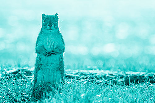 Hind Leg Squirrel Standing Among Grass (Cyan Shade)