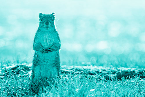 Hind Leg Squirrel Standing Among Grass (Cyan Shade Photo)