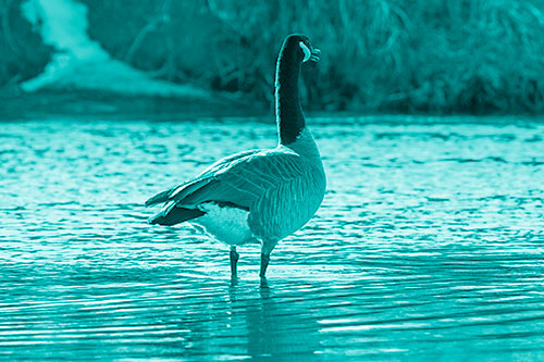 Honking Canadian Goose Standing Among River Water (Cyan Shade Photo)