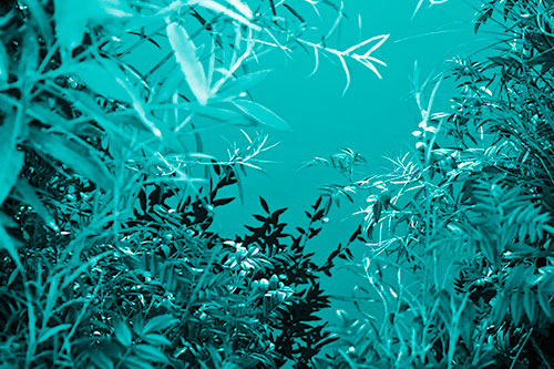 Horde Of Fern Plants Descending Into River Water (Cyan Shade)