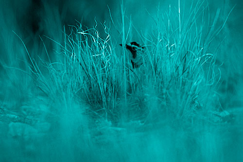 Horned Lark Hiding Among Grass (Cyan Shade Photo)