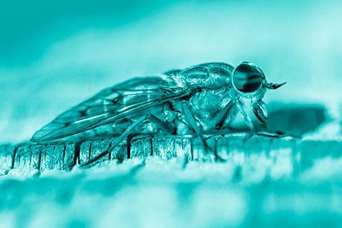 Horse Fly Resting Among Cracked Wood (Cyan Shade)