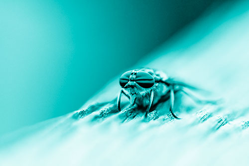 Horse Fly Resting Among Grooved Wood (Cyan Shade)