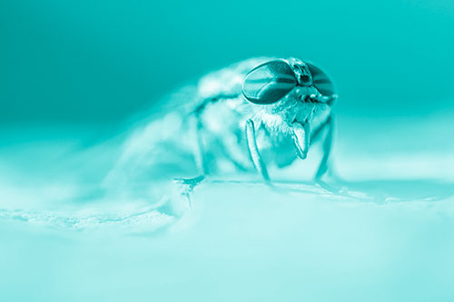 Horse Fly Sticking Tongue Out Among Sunlight (Cyan Shade)