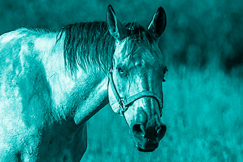 Horse Making Eye Contact (Cyan Shade Photo)