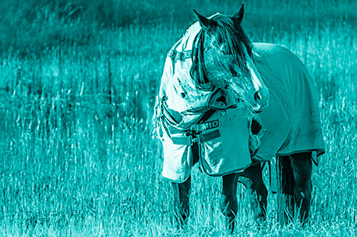 Horse Wearing Coat Atop Wet Grassy Marsh (Cyan Shade Photo)