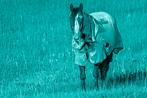 Horse Wearing Coat Standing Along Marsh (Cyan Shade Photo)