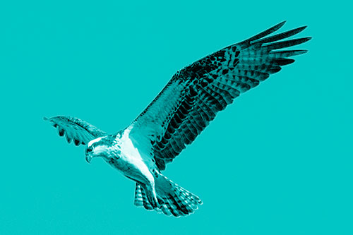 Hovering Osprey Hawk Looking For Fish Below (Cyan Shade)