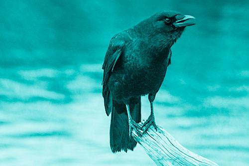 Hunched Over Crow Cawing Atop Broken Tree Log (Cyan Shade)