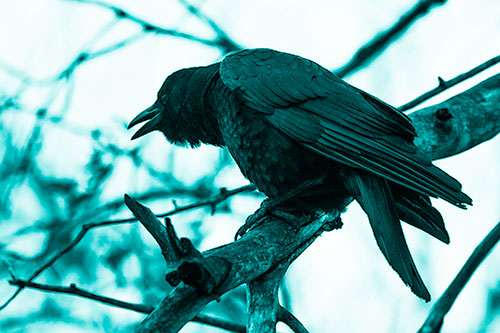 Hunched Over Crow Cawing Atop Tree Branch (Cyan Shade Photo)