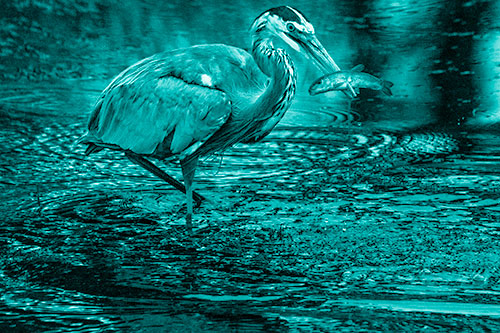 Hungry Great Blue Heron Spears Through Trout Fish (Cyan Shade)