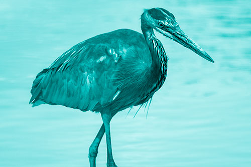 Hungry Great Blue Heron Spots Swimming Fish (Cyan Shade)