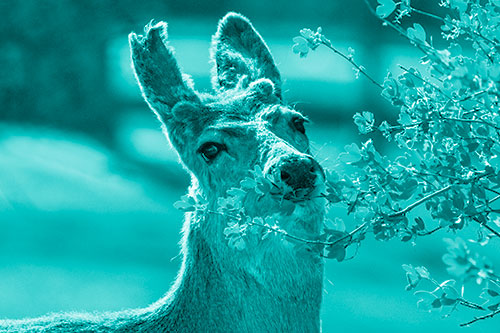 Hungry Lone Mule Deer Chewing Tree Leaves (Cyan Shade)
