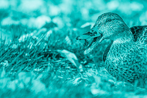 Hungry Mallard Duck Devours Cherry (Cyan Shade)