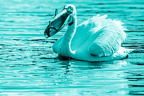 Hungry Pelican Captures Salamander For Breakfast (Cyan Shade)