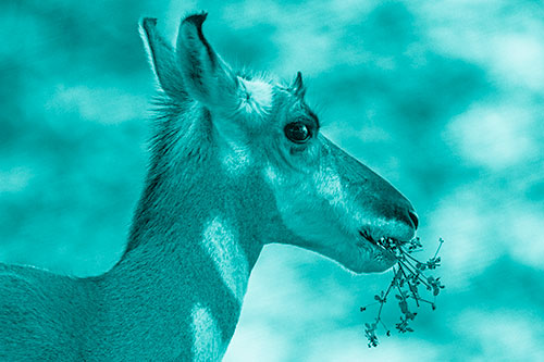 Hungry Pronghorn Gobbles Leafy Plant (Cyan Shade Photo)
