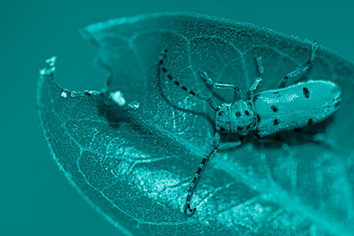 Hungry Red Milkweed Beetle Rests Among Chewed Leaf (Cyan Shade Photo)