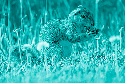 Hungry Squirrel Feasting Among Dandelions (Cyan Shade Photo)