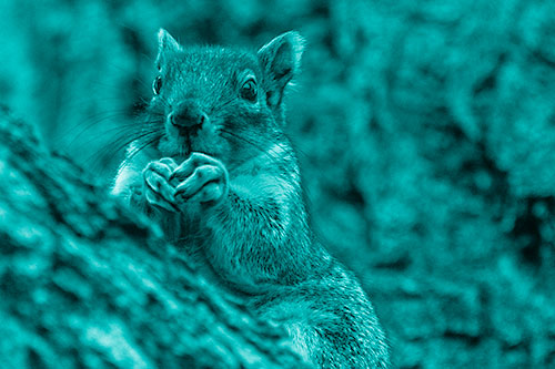 Hungry Squirrel Feasting Among Sloping Tree Branch (Cyan Shade Photo)