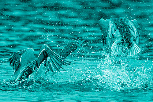 Hyper Water Splashing Mallard Ducks Playing Among Lake (Cyan Shade)