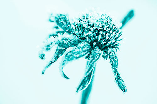 Ice Frost Consumes Dead Frozen Coneflower (Cyan Shade Photo)