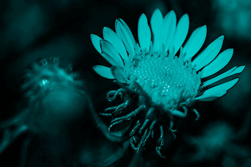 Illuminated Gumplant Flower Surrounded By Darkness (Cyan Shade Photo)
