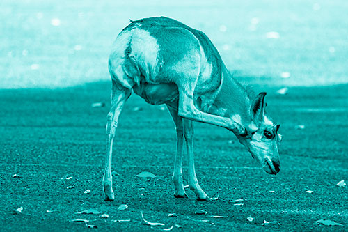 Itchy Pronghorn Scratches Neck Among Autumn Leaves (Cyan Shade Photo)